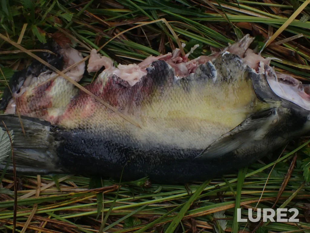 Chum salmon — Gunboat Passage, Sep 12, 2022, 9:14 AM