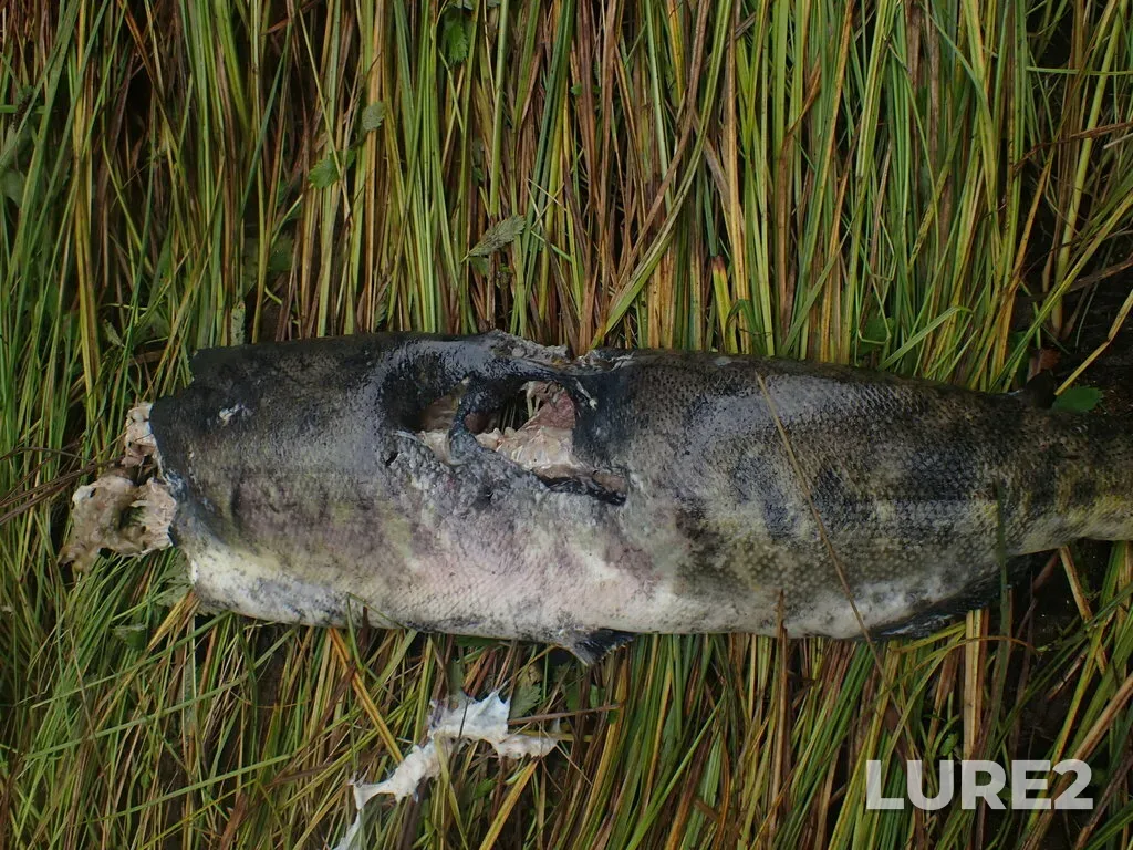 Chum salmon — Gunboat Passage, Sep 12, 2022, 9:16 AM
