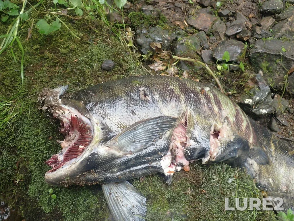 Chum salmon — Gunboat Passage, Sep 12, 2022, 9:22 AM