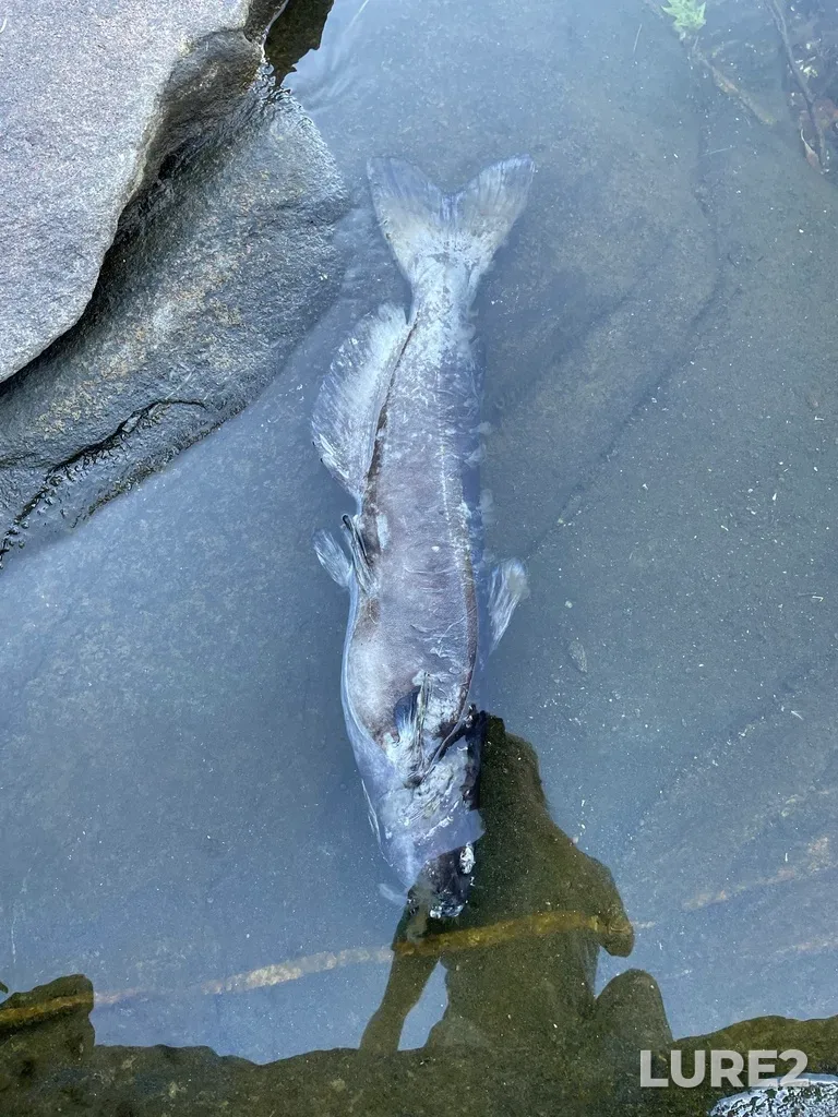Channel catfish — McCrae Lake, Oct 02, 2022, 5:07 PM