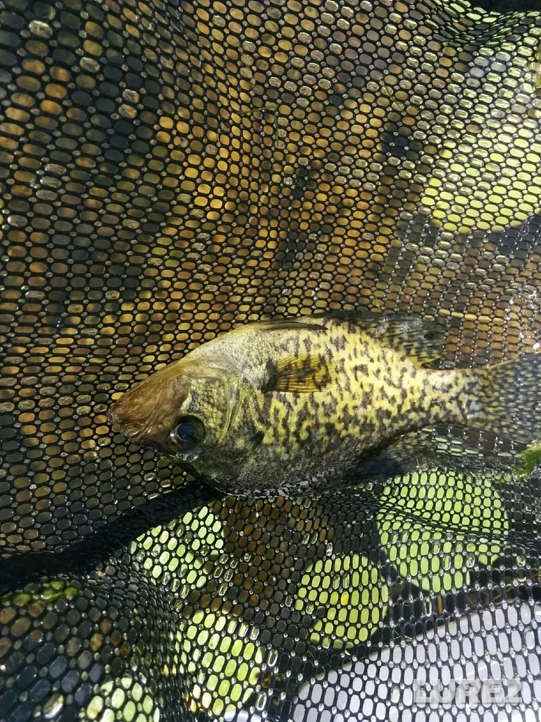 Black crappie — Pigeon River, Jun 24, 2018, 10:11 AM