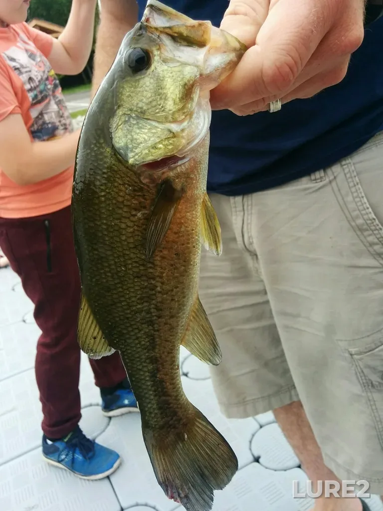 Largemouth bass — Pigeon River, Jun 24, 2018, 10:45 AM