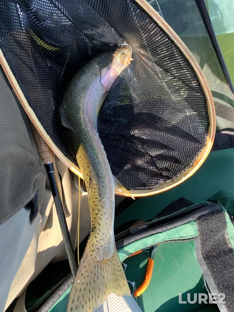 Rainbow trout — Squirrel Lake, Oct 01, 2022, 1:14 PM