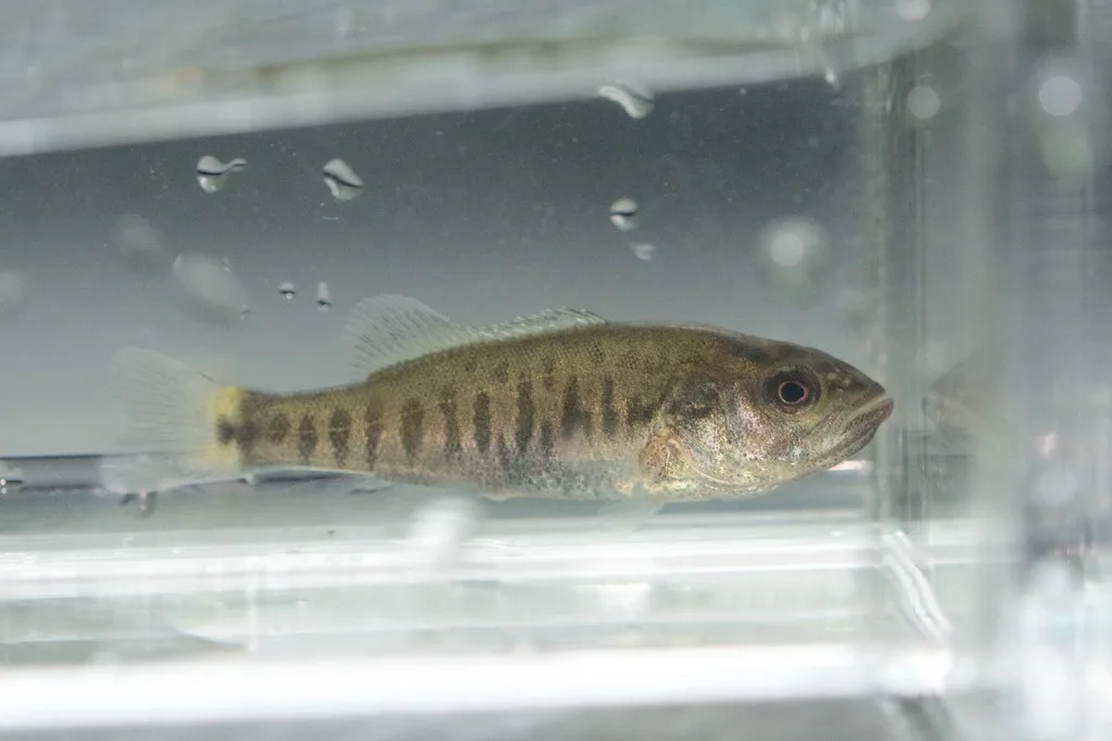 Smallmouth bass — Rouge River, Jun 24, 2018