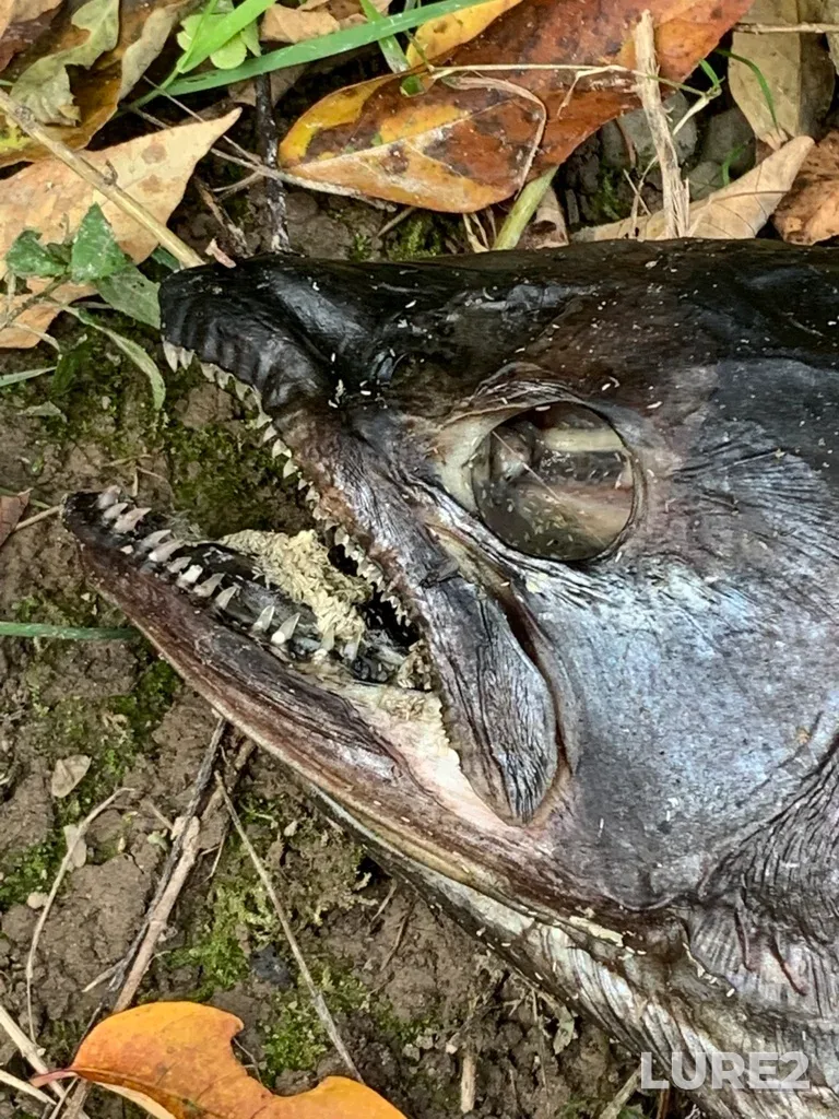 Chinook salmon — Bighead River, Oct 08, 2022, 4:43 PM