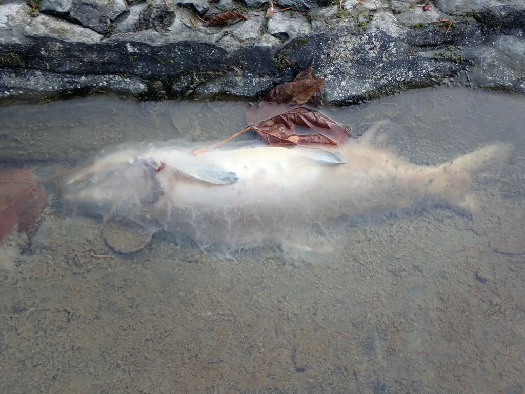 Pink salmon — Oyster River, Oct 9, 2022