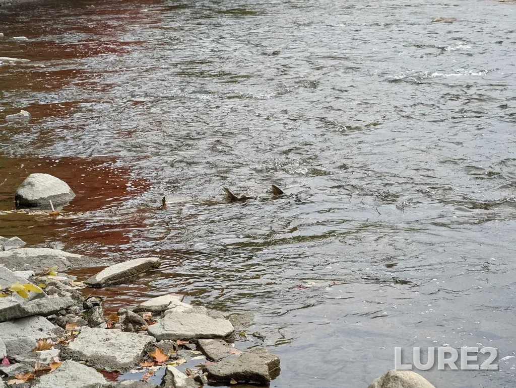Chinook salmon — Credit River, Oct 09, 2022, 3:39 PM