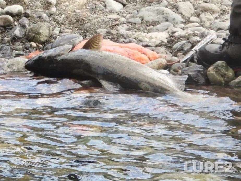 Chum salmon — Vedder River, Oct 10, 2022, 5:11 PM