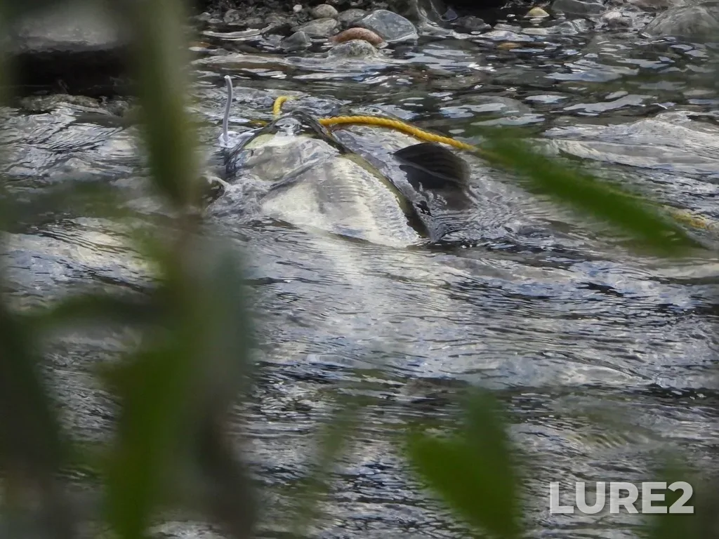 Chum salmon — Vedder River, Oct 10, 2022, 5:12 PM