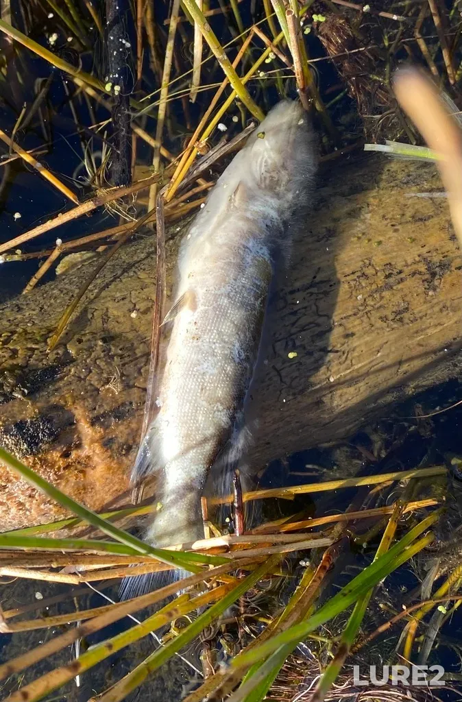 Pike — Octopus Lake, Oct 09, 2022, 3:18 PM