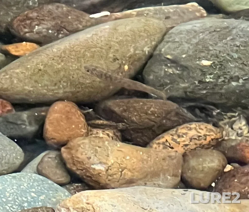Coho salmon — Tsolum River, Oct 10, 2022, 3:53 PM