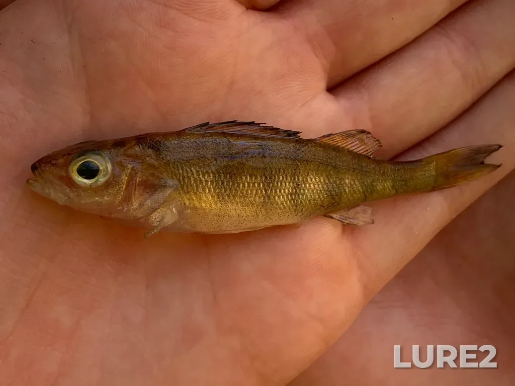 Yellow perch — Kejimikujik Lake, Oct 12, 2022, 2:02 PM
