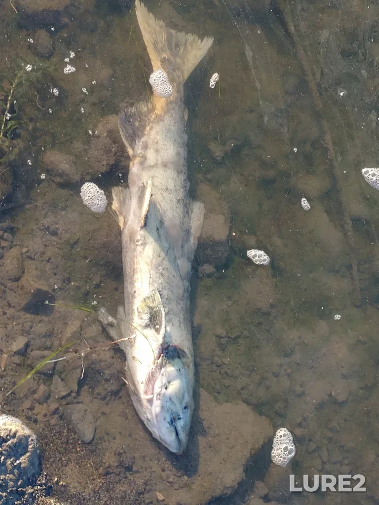 Chinook salmon — Thompson River, Oct 12, 2022, 8:38 AM
