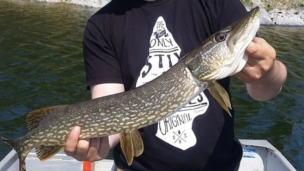 Pike — Fox Lake, May 23, 2015