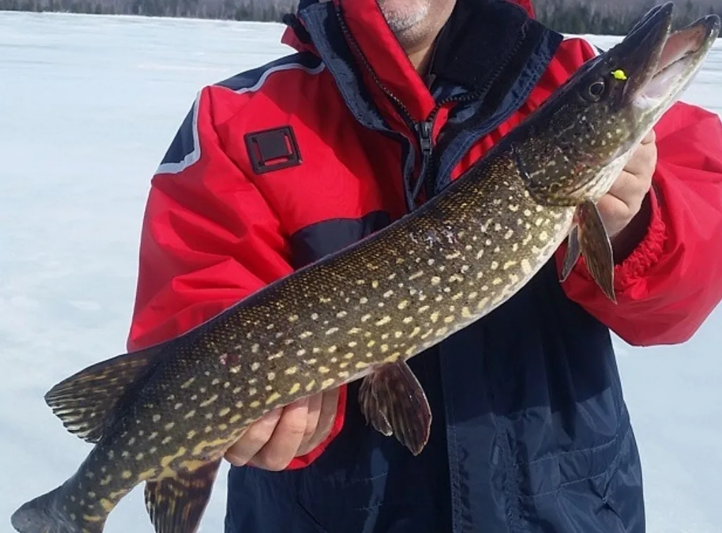 Pike — Twin Lakes, Apr 3, 2015