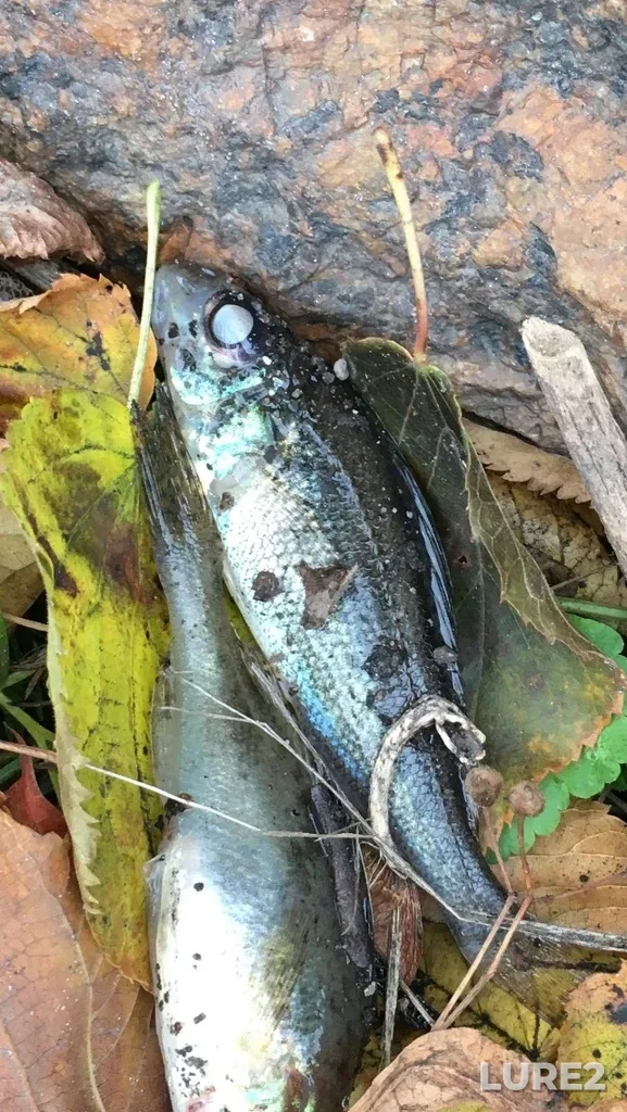 Ruffe — Zashchitnaya bukhta, Oct 14, 2022, 6:36 PM