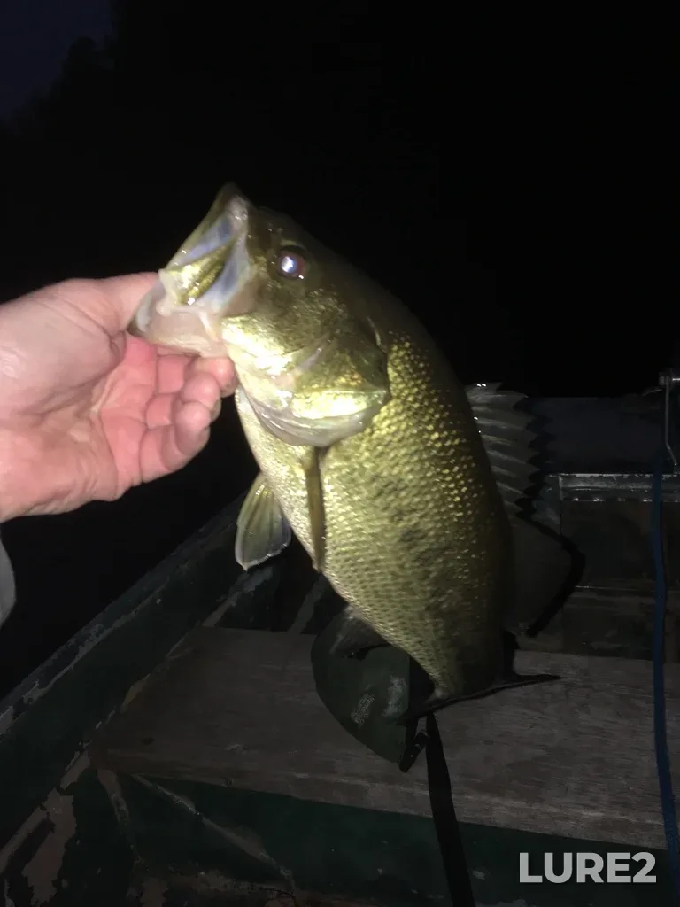 Largemouth bass — Kashwakamak Lake, Oct 22, 2018, 6:34 PM