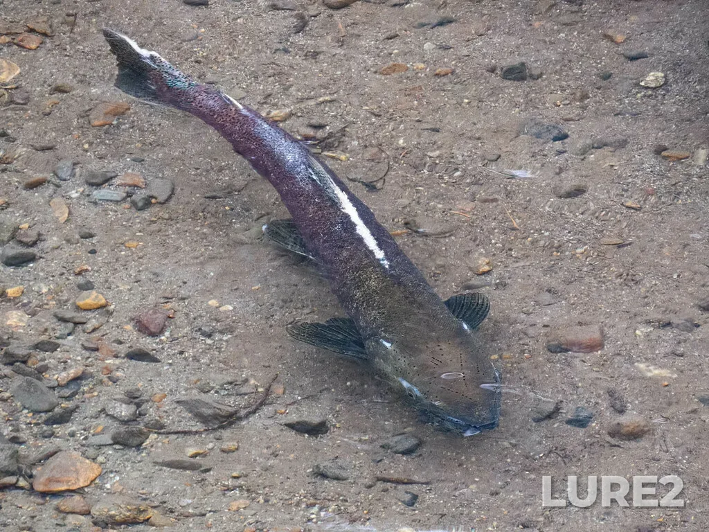 Chinook salmon — Coldwater River, Sep 11, 2022, 11:08 AM