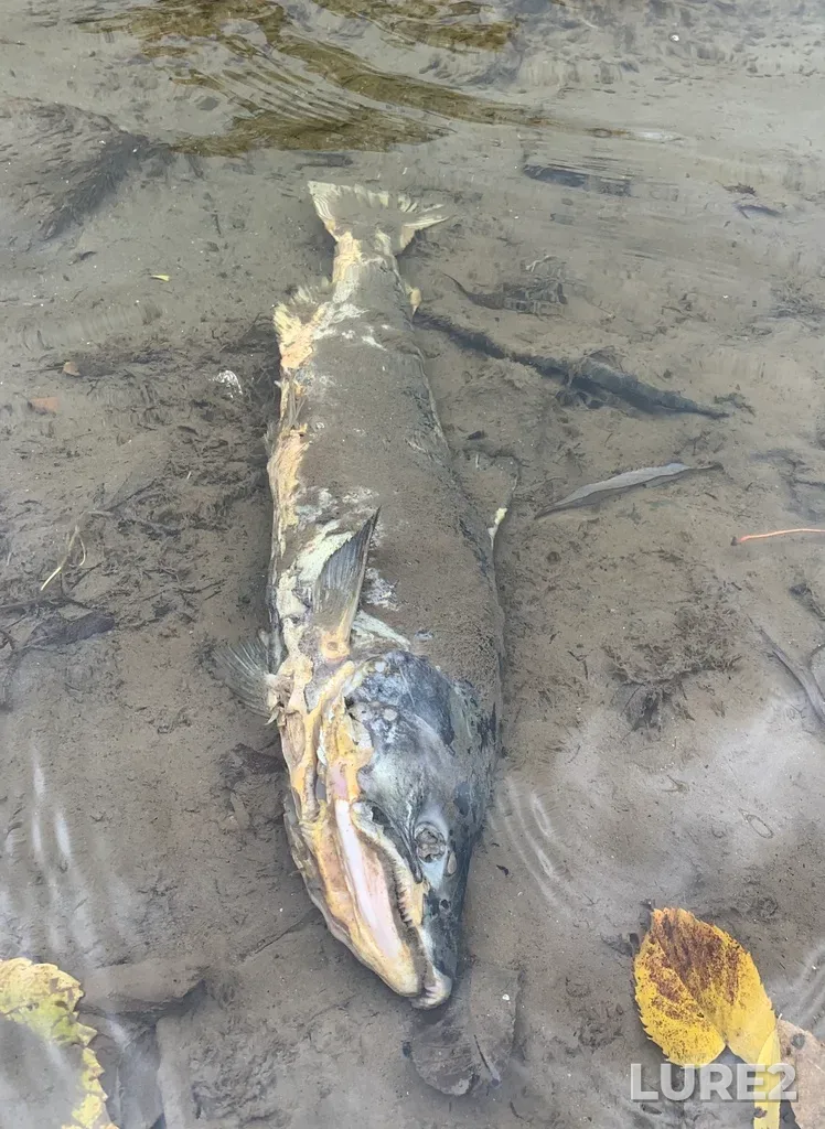 Chinook salmon — Credit River, Oct 18, 2022, 1:40 PM