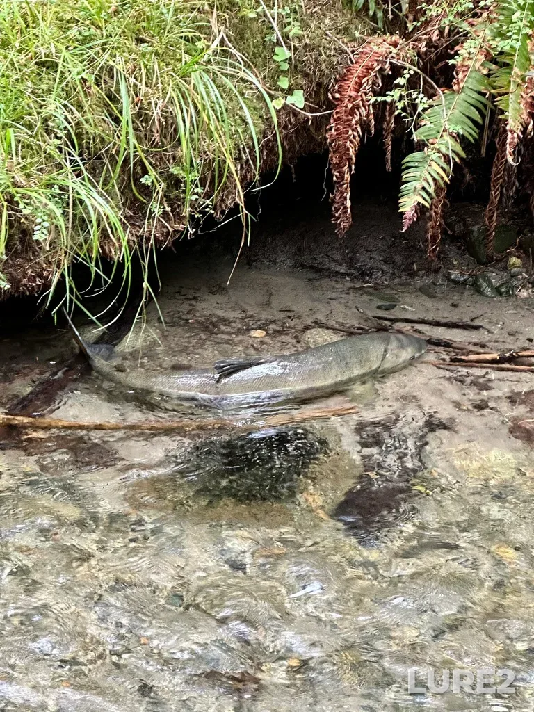 Chum salmon — Open Bay, Oct 23, 2022, 11:30 AM