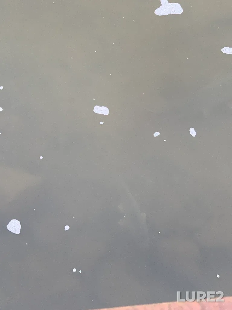 Carp — West Humber River, Oct 24, 2022, 8:33 AM