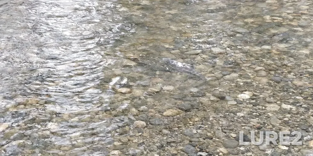 Chum salmon — Coquitlam River, Oct 26, 2022, 2:10 PM