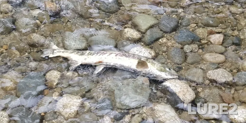 Chum salmon — Coquitlam River, Oct 26, 2022, 2:13 PM