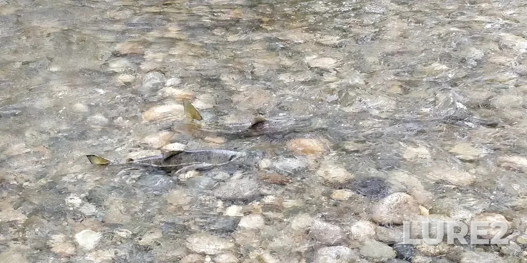 Chum salmon — Coquitlam River, Oct 26, 2022, 2:15 PM