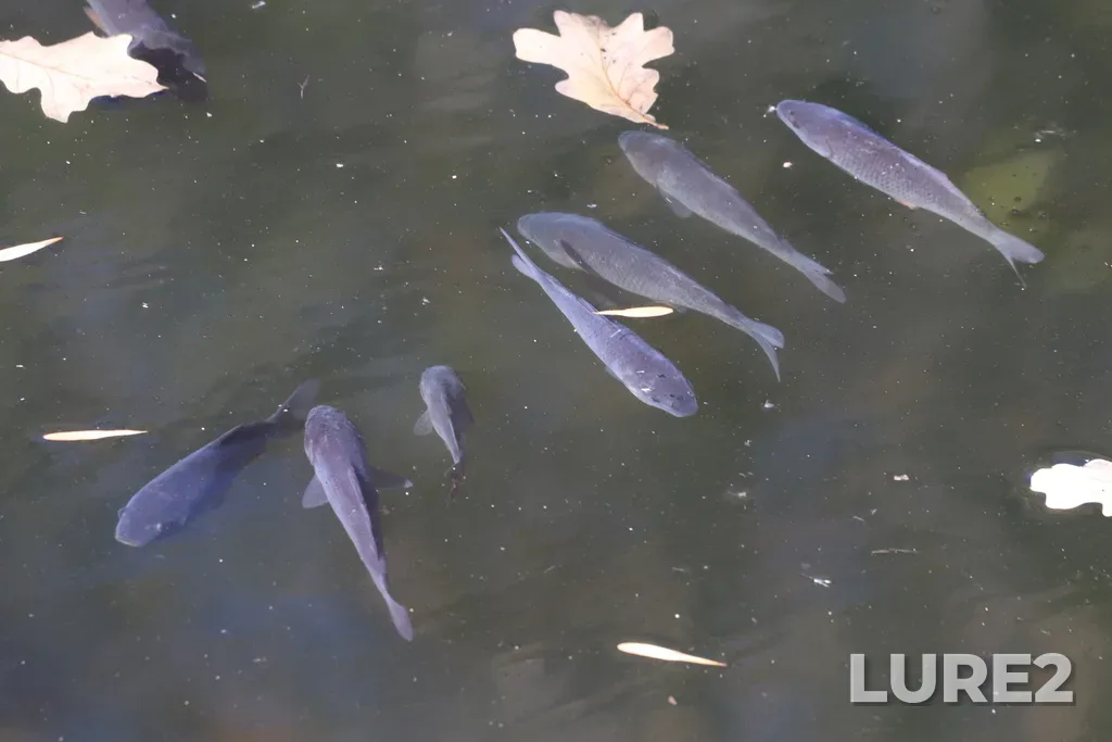 Carp — Red River, Oct 10, 2022, 2:18 PM