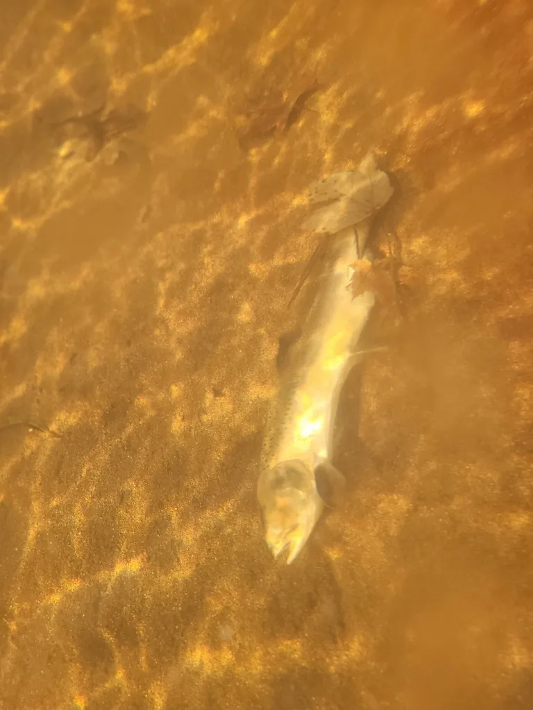 Pink salmon — Mississagi River, Oct 27, 2022