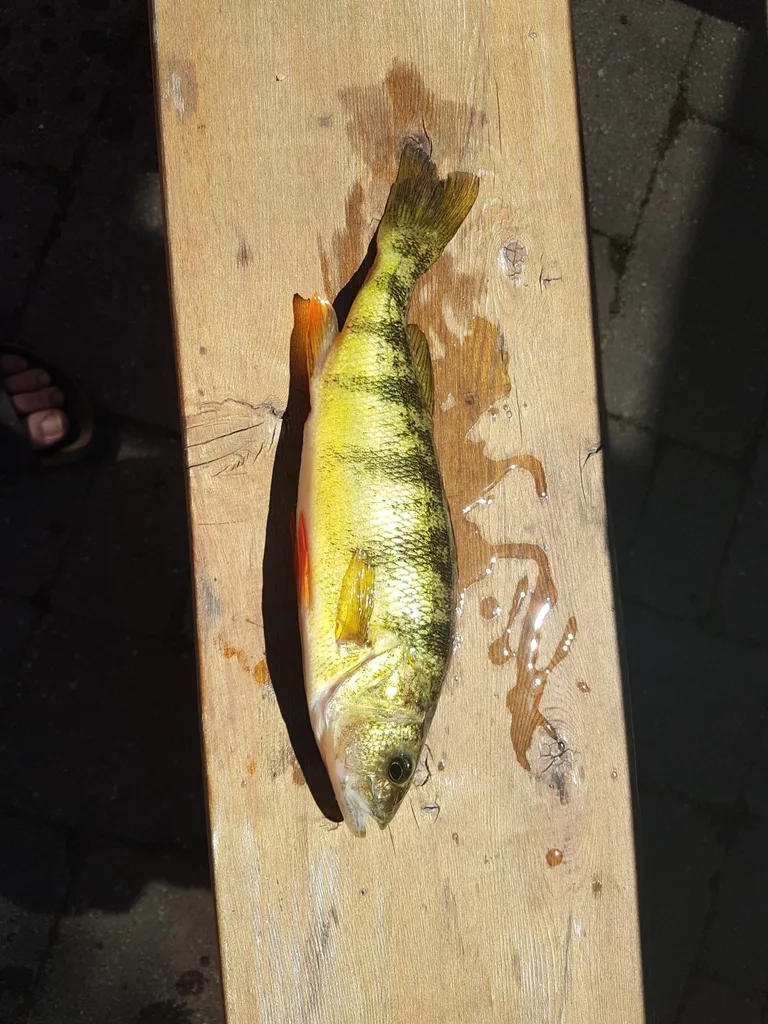 Yellow perch — Balsam Lake, Jul 3, 2018