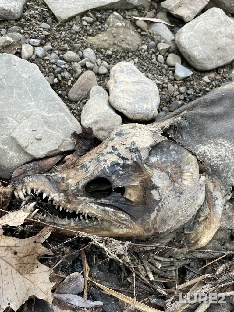 Chinook salmon — Credit River, Nov 05, 2022, 10:31 AM