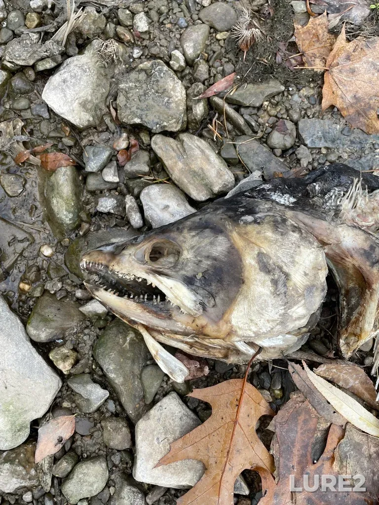 Chinook salmon — Credit River, Nov 05, 2022, 10:33 AM
