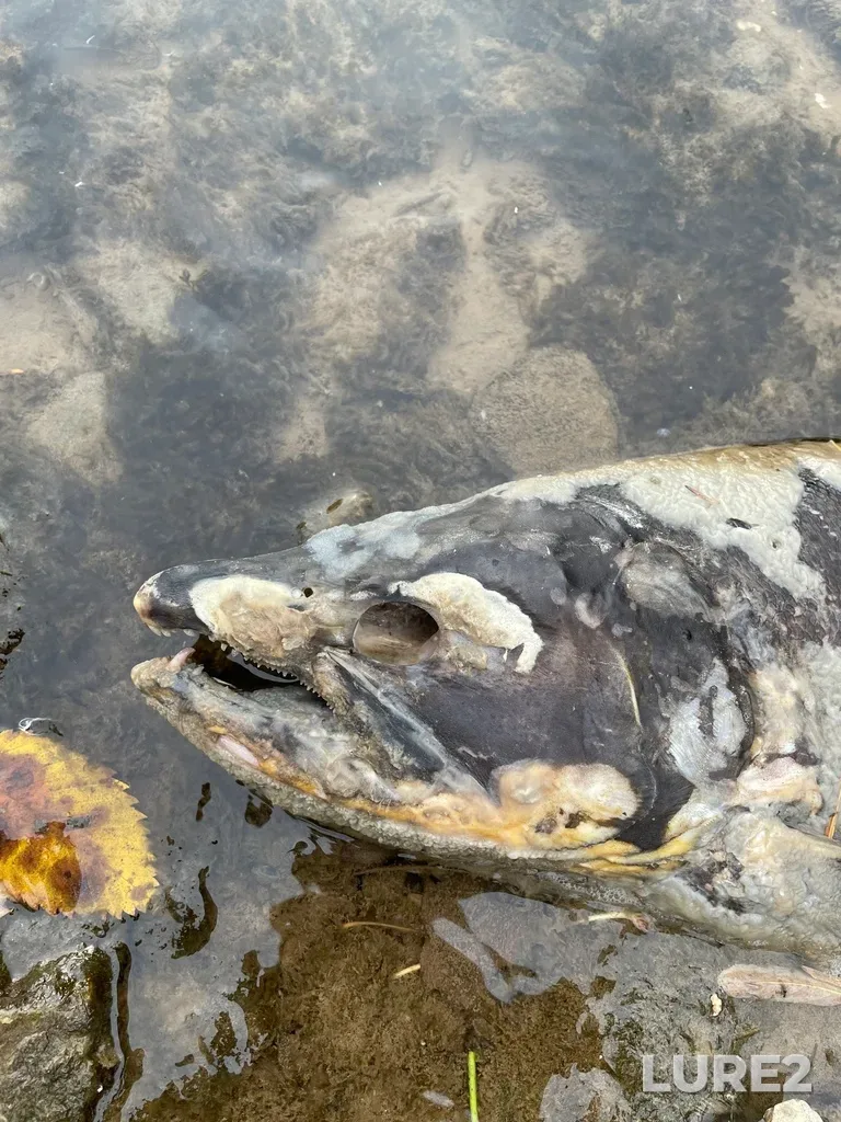 Chinook salmon — Credit River, Nov 05, 2022, 10:33 AM