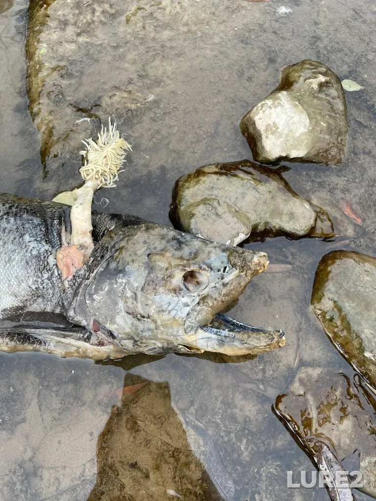Chinook salmon — Credit River, Nov 05, 2022, 10:33 AM