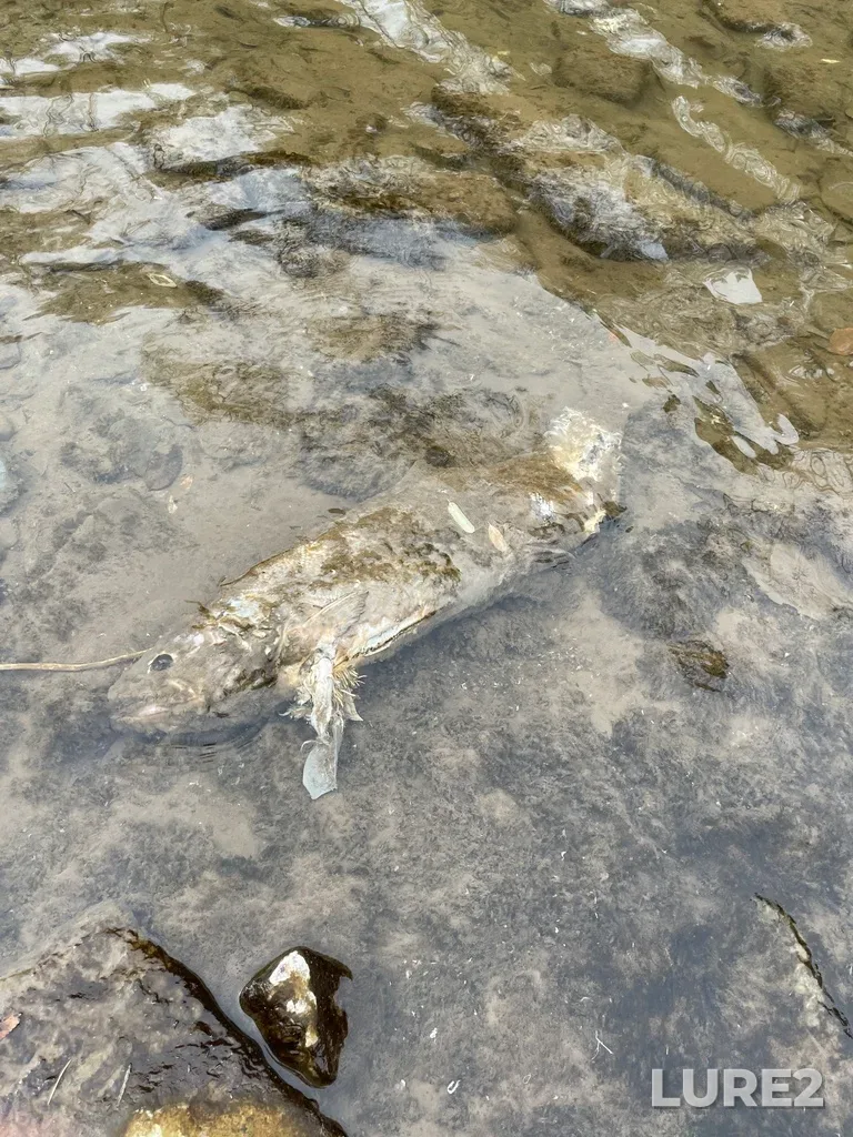 Chinook salmon — Credit River, Nov 05, 2022, 10:33 AM