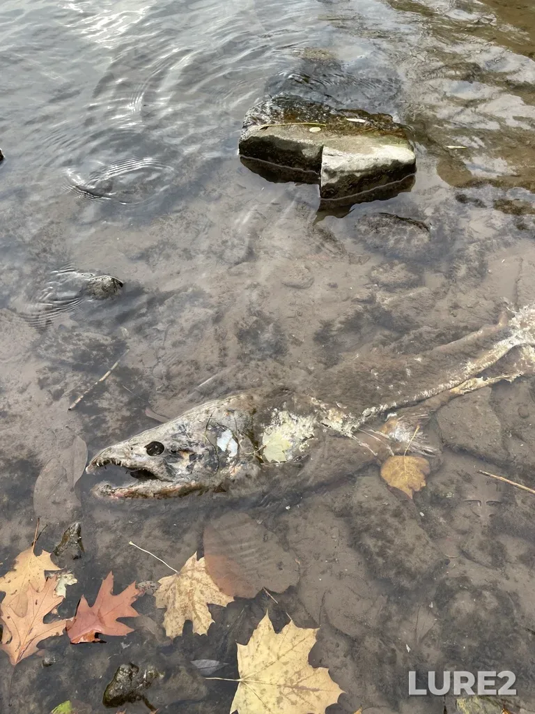 Chinook salmon — Credit River, Nov 05, 2022, 10:33 AM