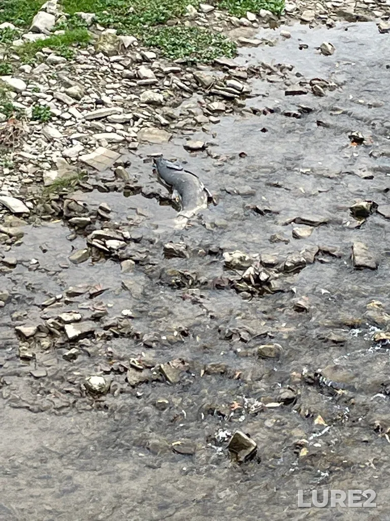 Chinook salmon — Credit River, Nov 05, 2022, 10:46 AM