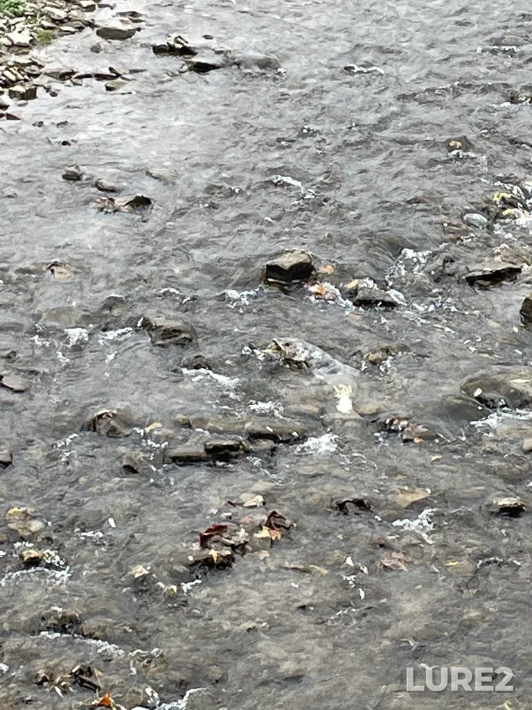 Chinook salmon — Credit River, Nov 05, 2022, 10:46 AM