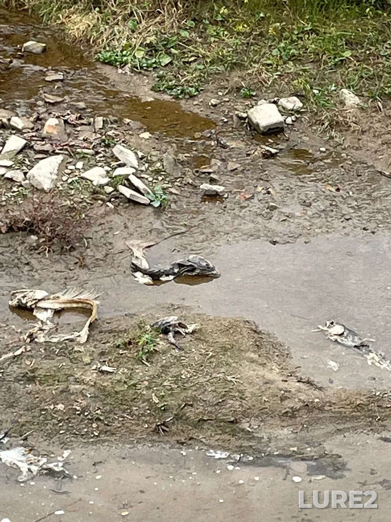 Chinook salmon — Credit River, Nov 05, 2022, 10:46 AM