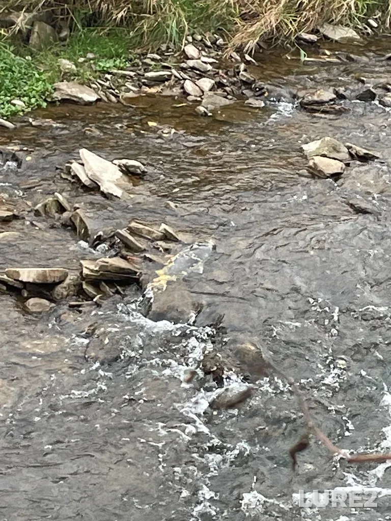 Chinook salmon — Credit River, Nov 05, 2022, 10:47 AM