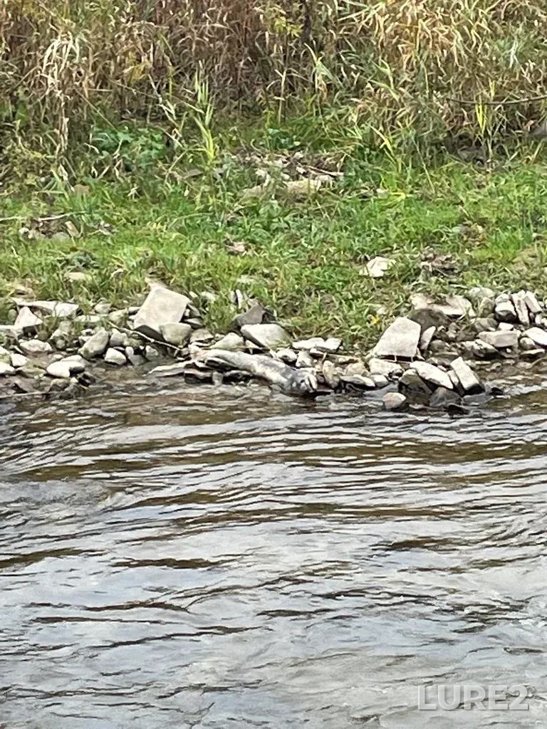 Chinook salmon — Credit River, Nov 05, 2022, 10:47 AM