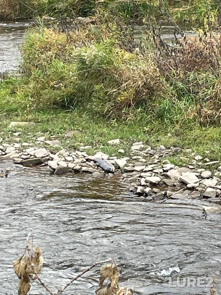 Chinook salmon — Credit River, Nov 05, 2022, 10:47 AM