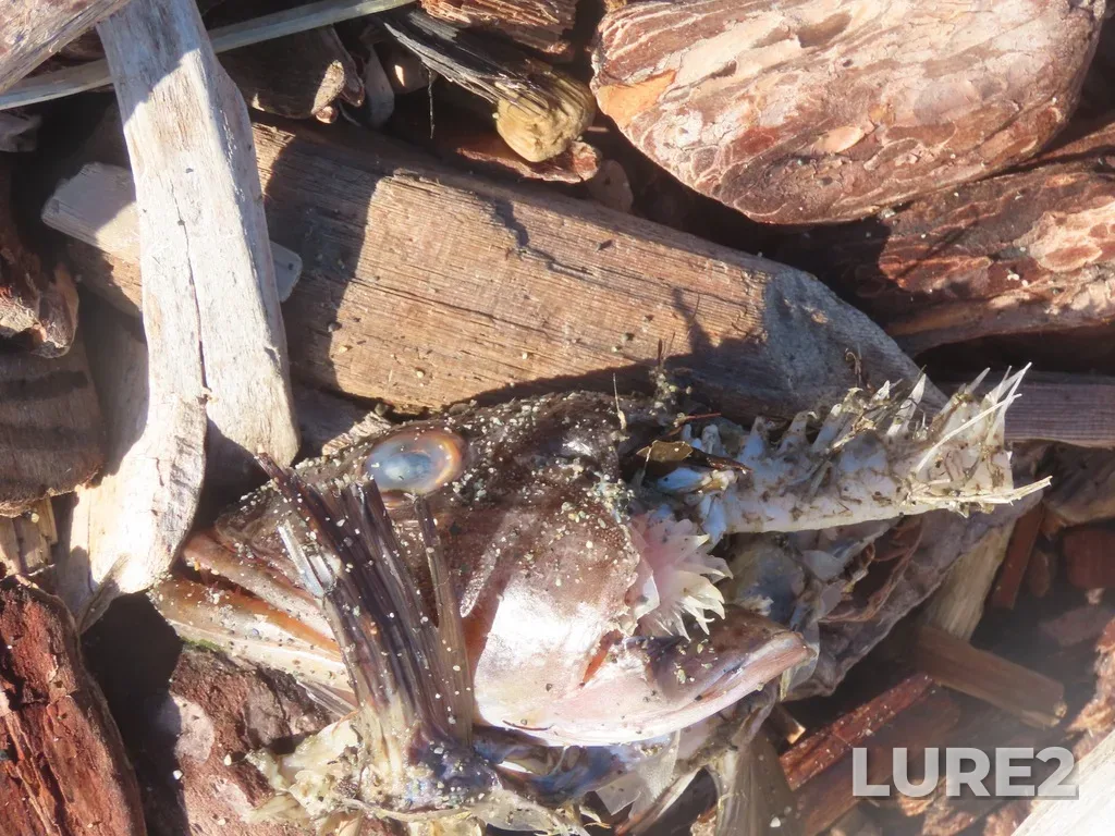 Lingcod — Strait of Juan de Fuca, Nov 5, 2022