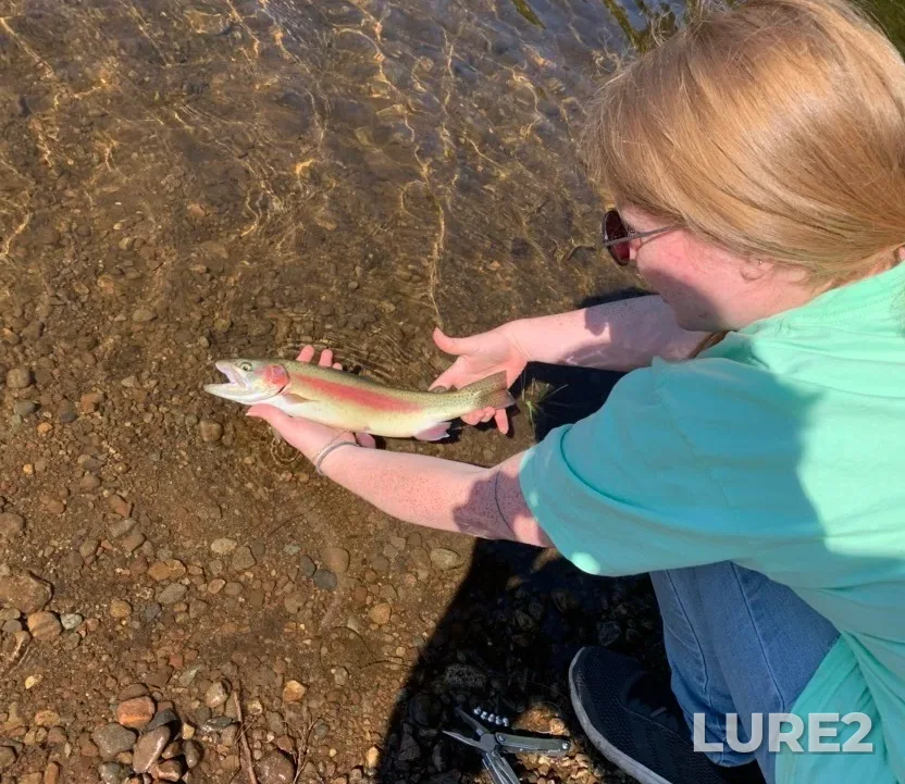 Rainbow trout — Maple Lake, Jun 17, 2020, 10:34 AM