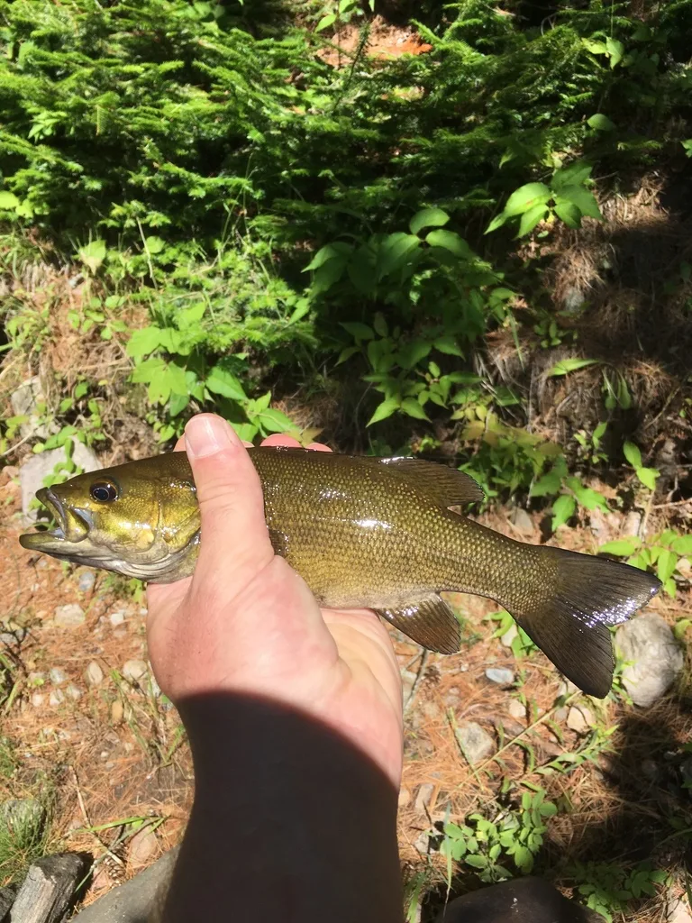 Smallmouth bass — York River, Jul 3, 2018