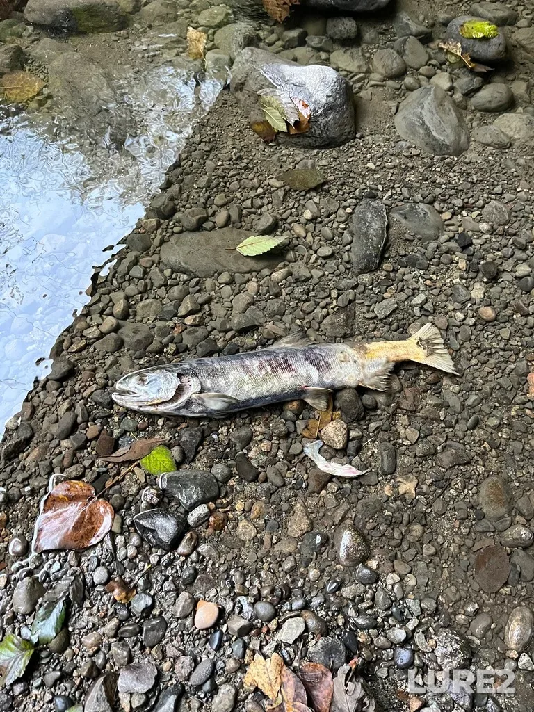 Chum salmon — Brunetter River, Nov 10, 2022, 3:38 PM