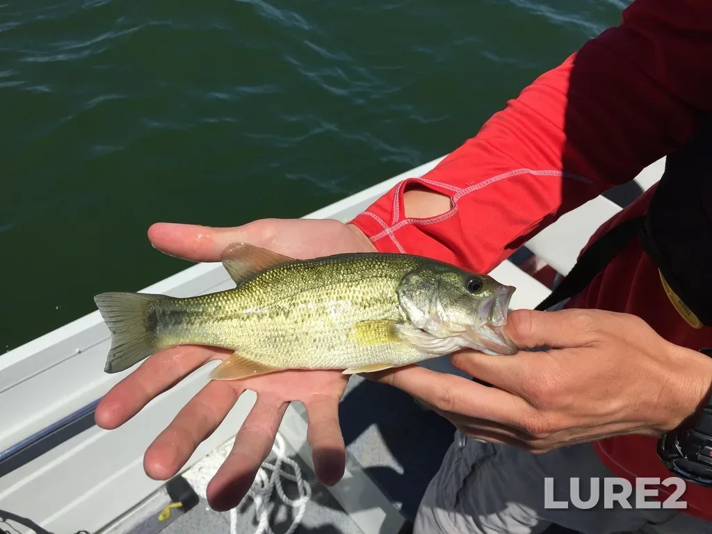Largemouth bass — Lake Erie, Jul 7, 2018