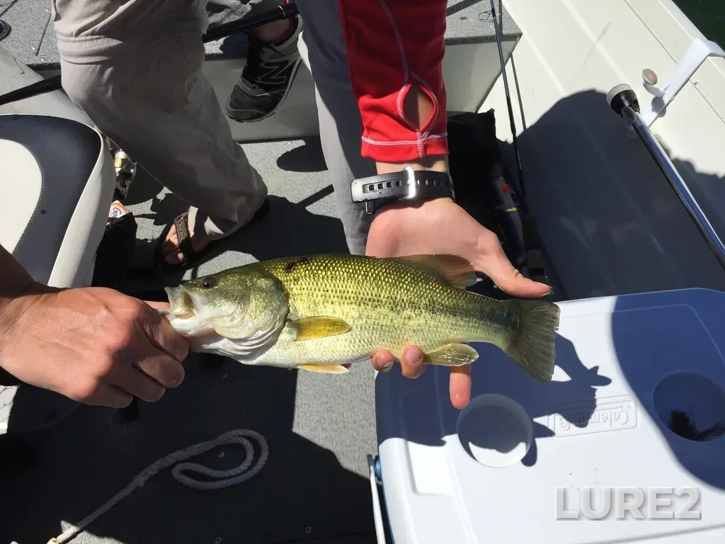 Largemouth bass — Lake Erie, Jul 07, 2018, 2:13 PM
