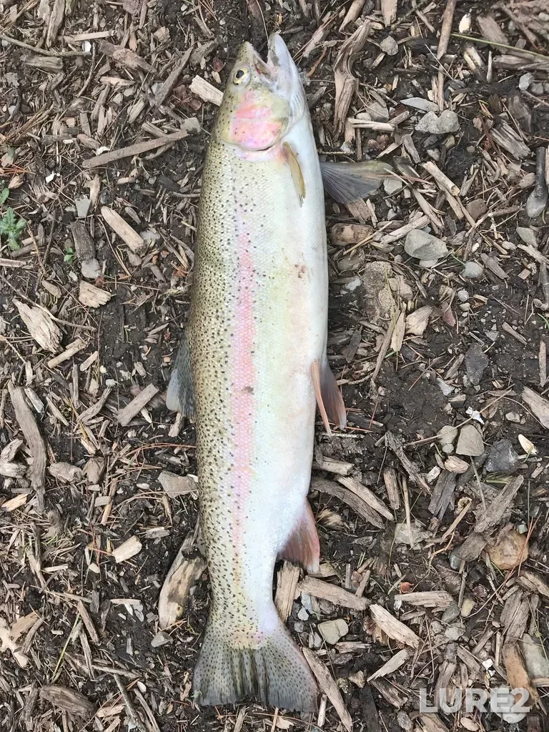 Rainbow trout — Nottawasaga River, May 27, 2018, 11:52 AM